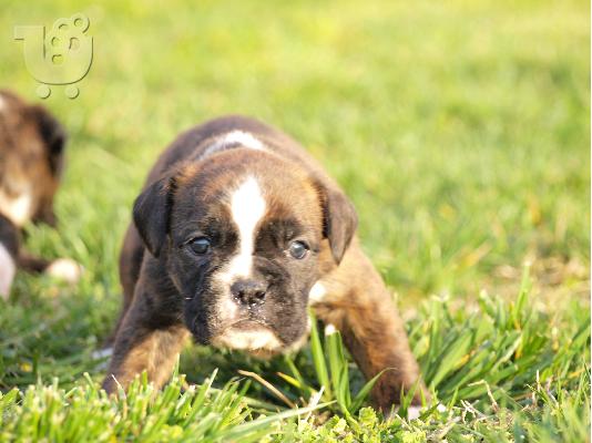 boxer